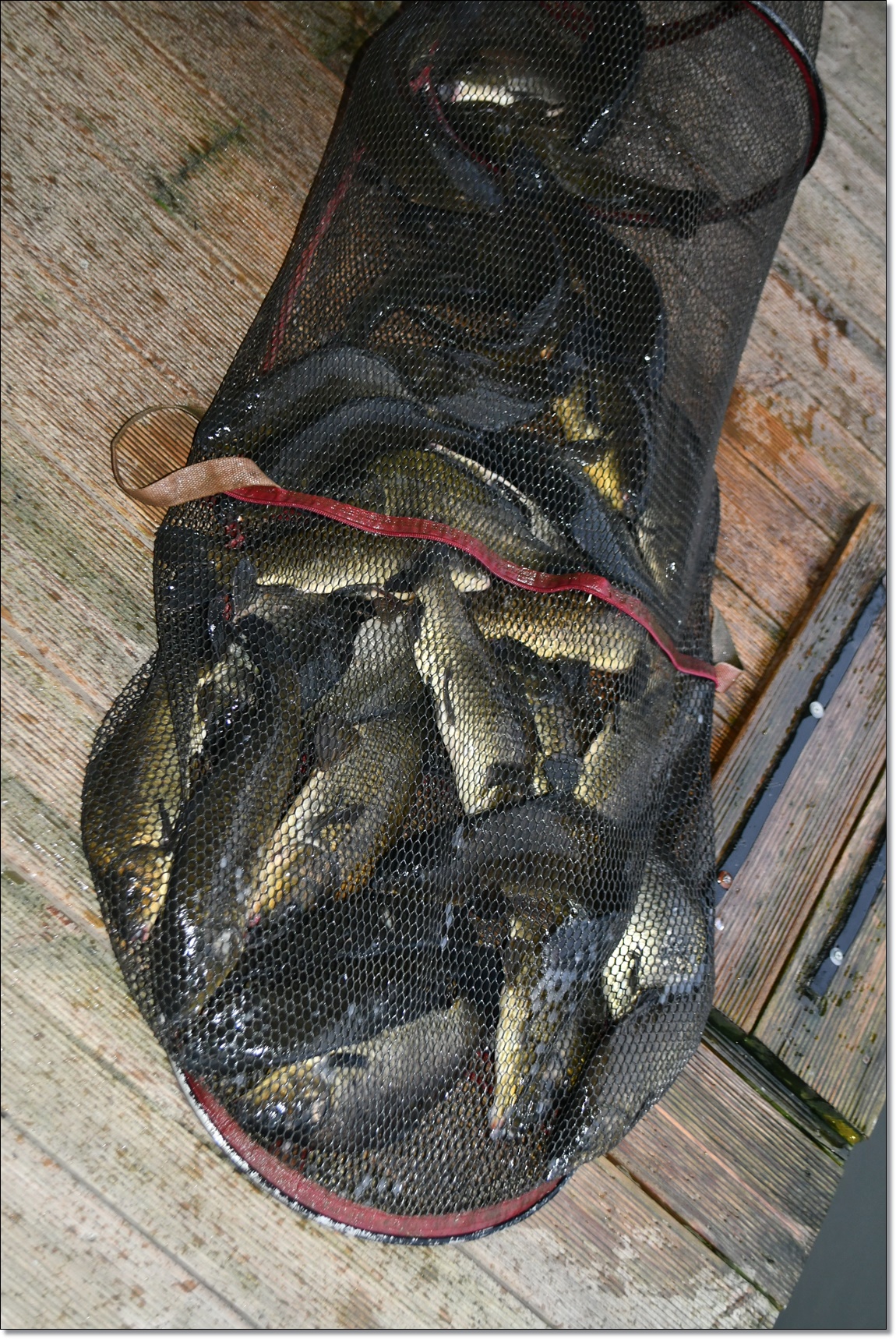 DSC_4746.JPG