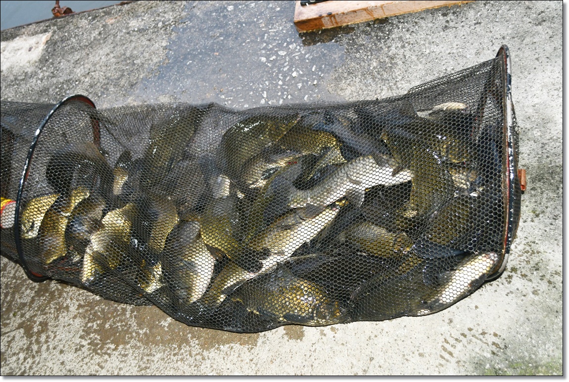 DSC_4770.JPG