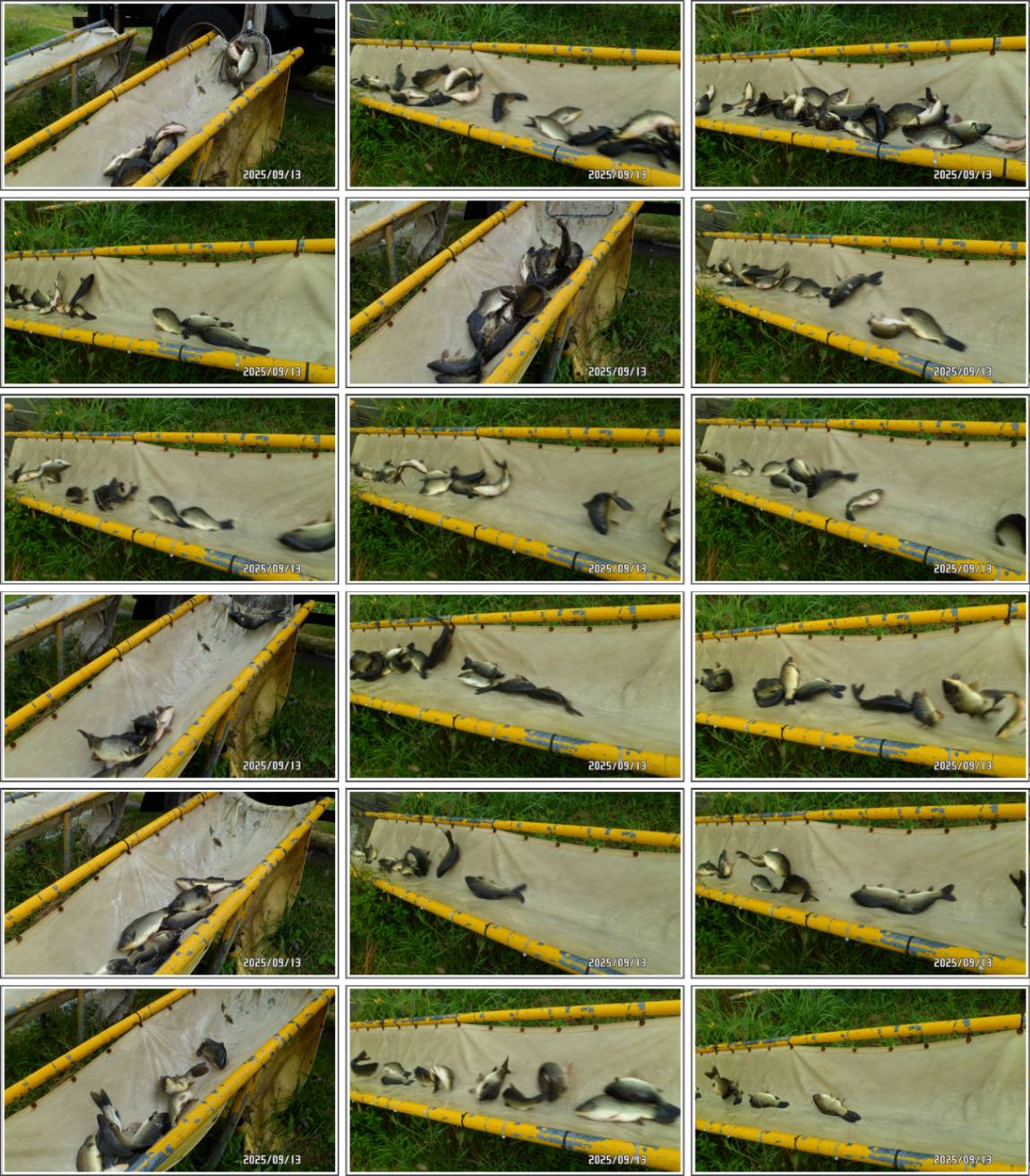 SAM_1693-tile.jpg