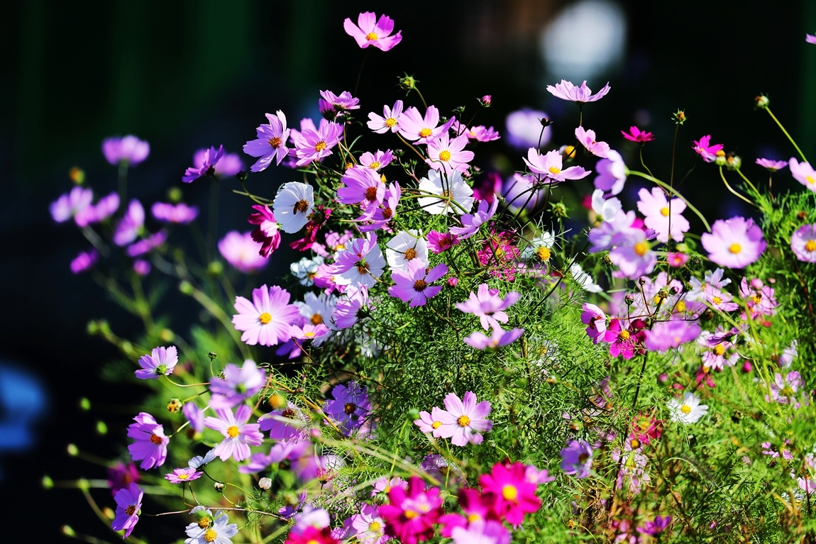 20201020064400_bvxb[1].jpg