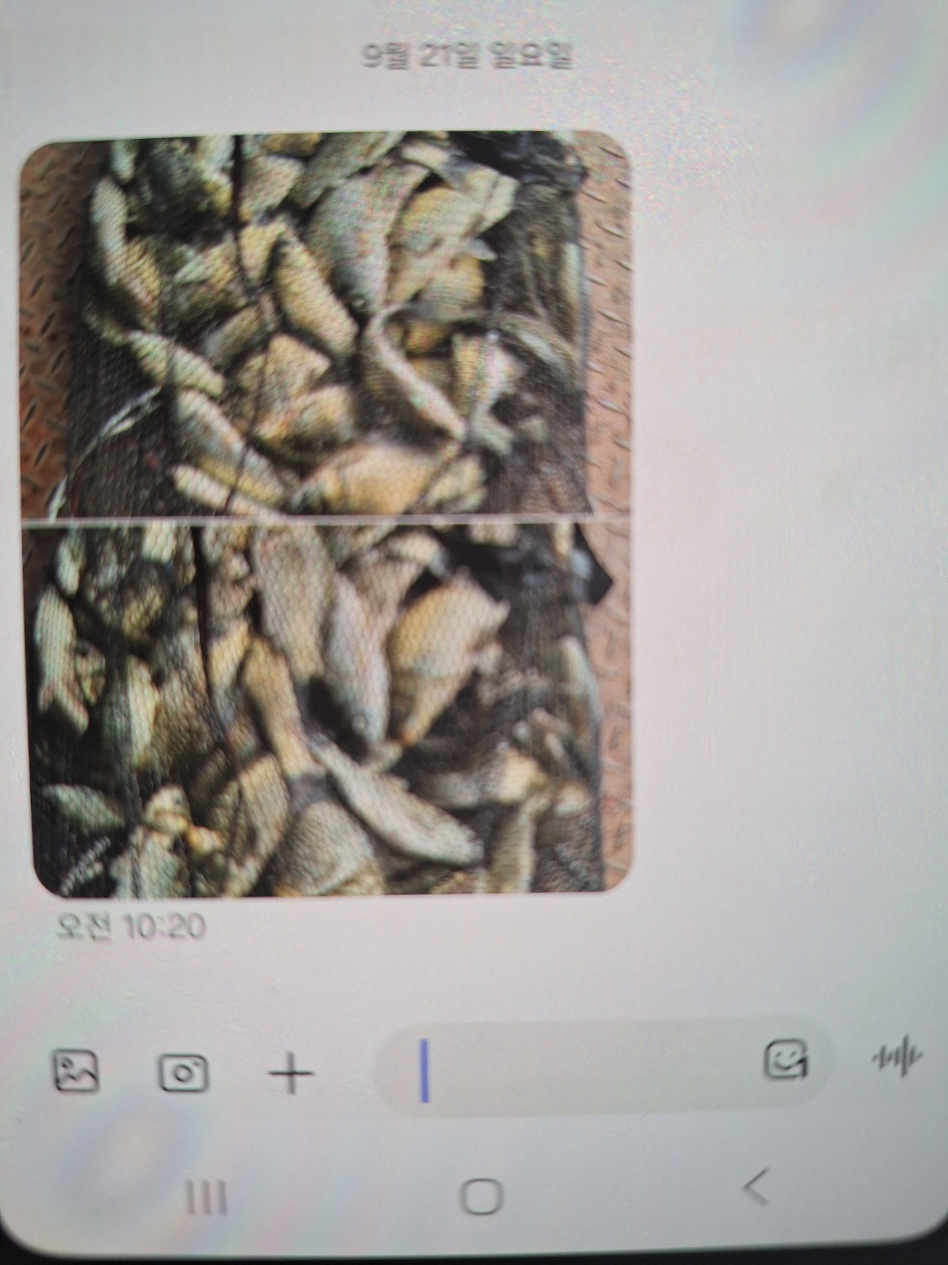 KakaoTalk_20250925_084347791.jpg