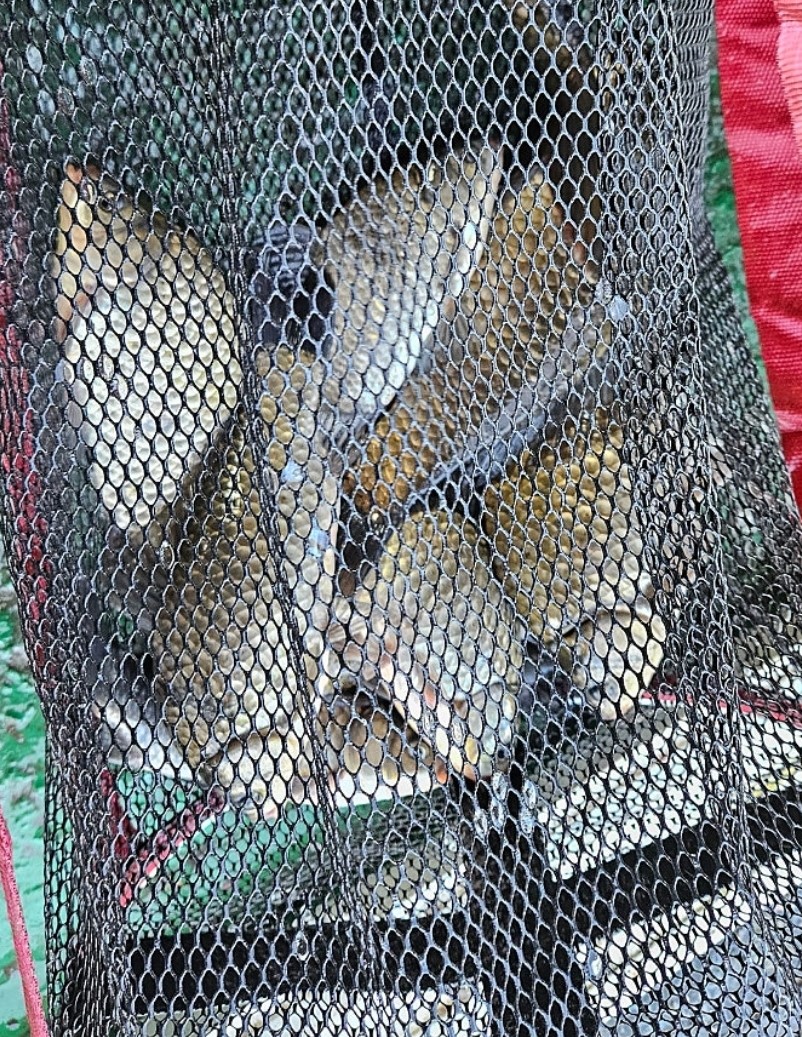 Screenshot_20251001_073516_Naver Cafe.jpg