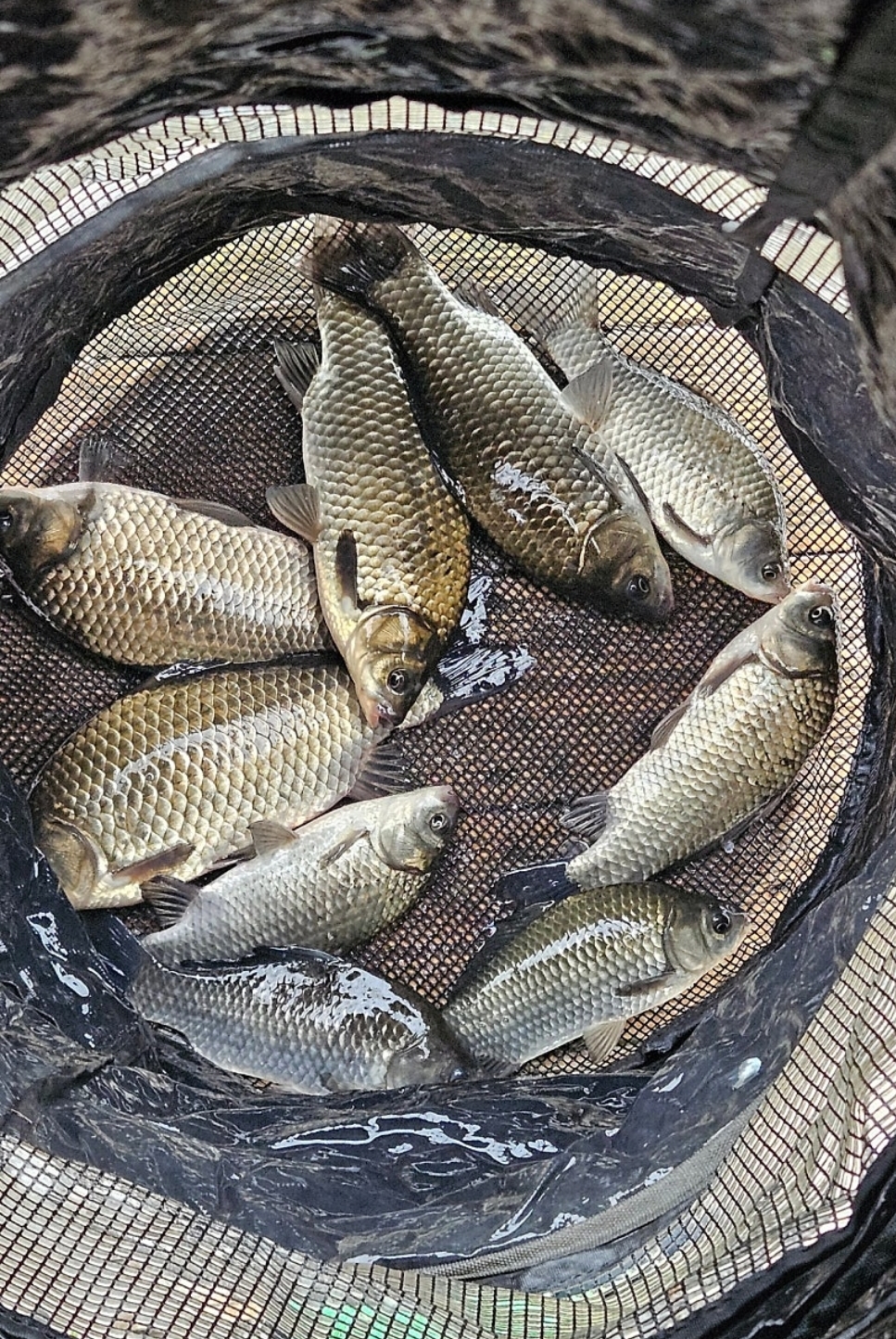 Screenshot_20251006_084204_Naver Cafe.jpg