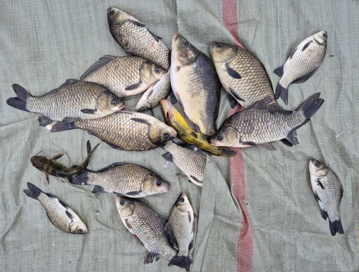 사진향어빠가포함 (2).jpg