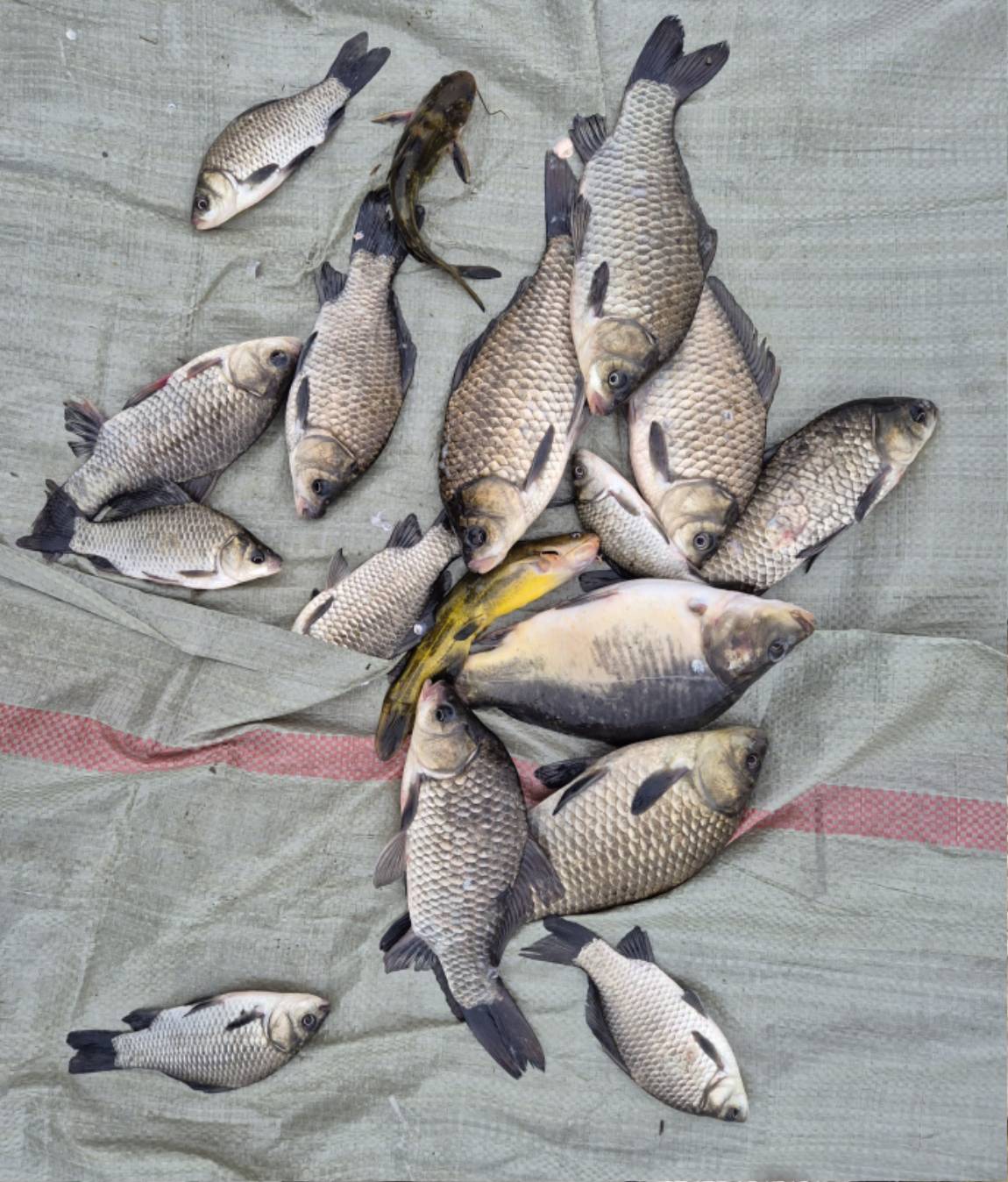 사진향어빠가포함 (1).jpg