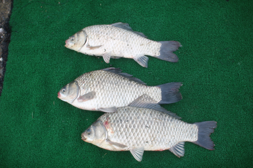 [ũ⺯ȯ]IMG_0258.JPG