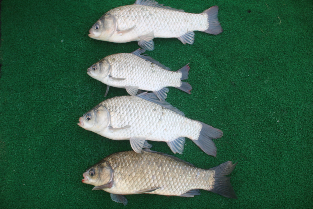 [ũ⺯ȯ]IMG_0287.JPG
