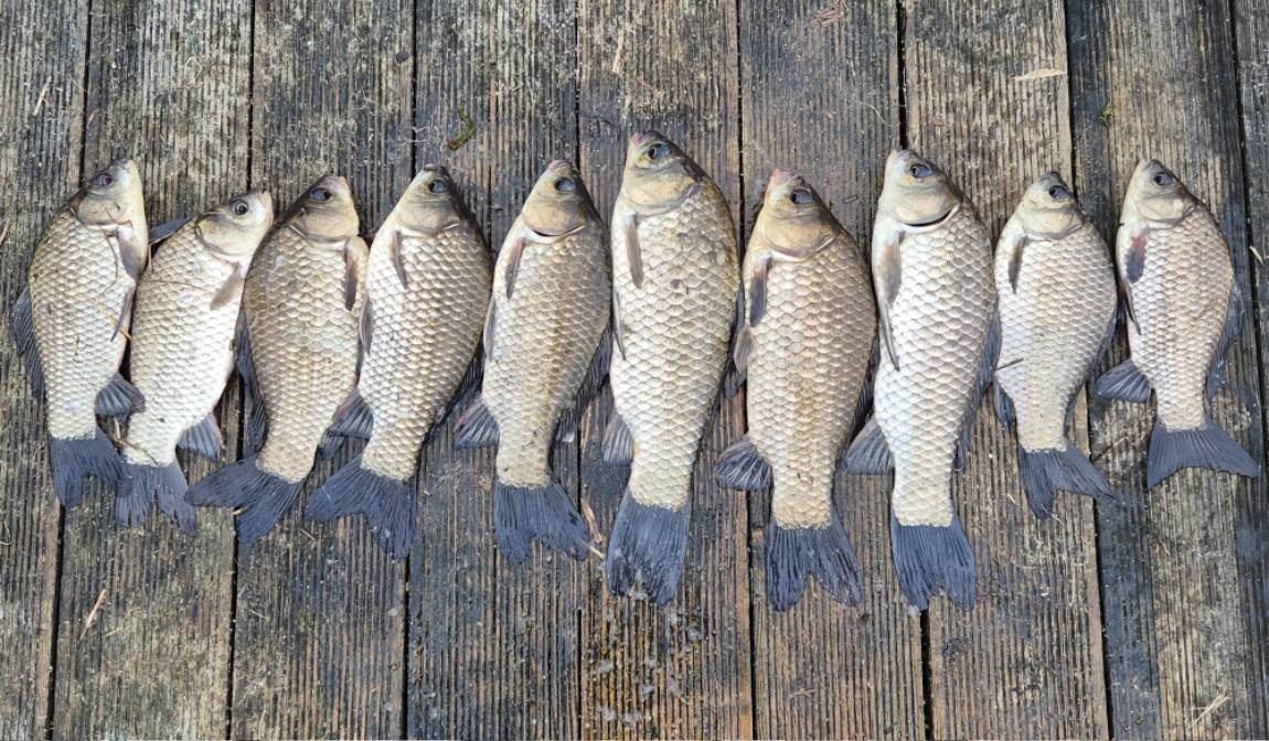 발판일례10마리 (2).jpg