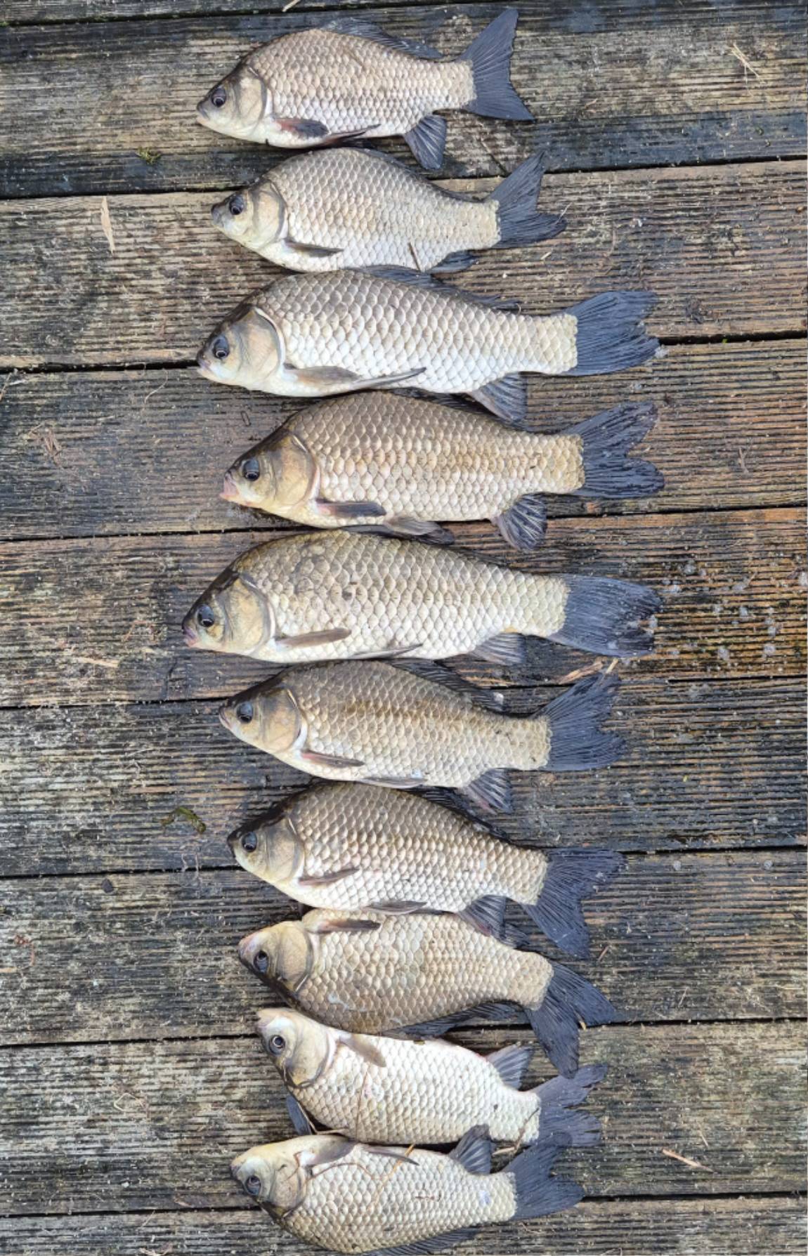 발판일례10마리 (1).jpg