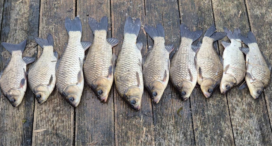 발판일례10마리 (3).jpg