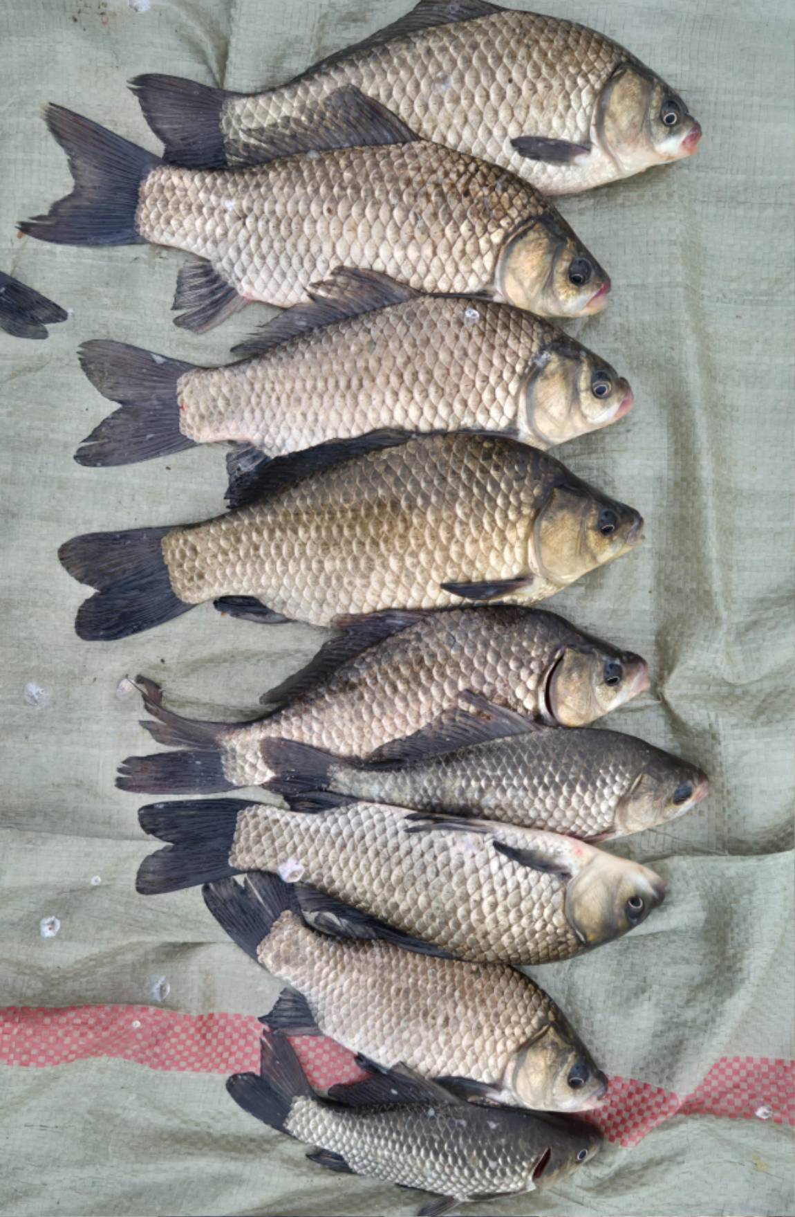 사진포대자류일례 (1).jpg