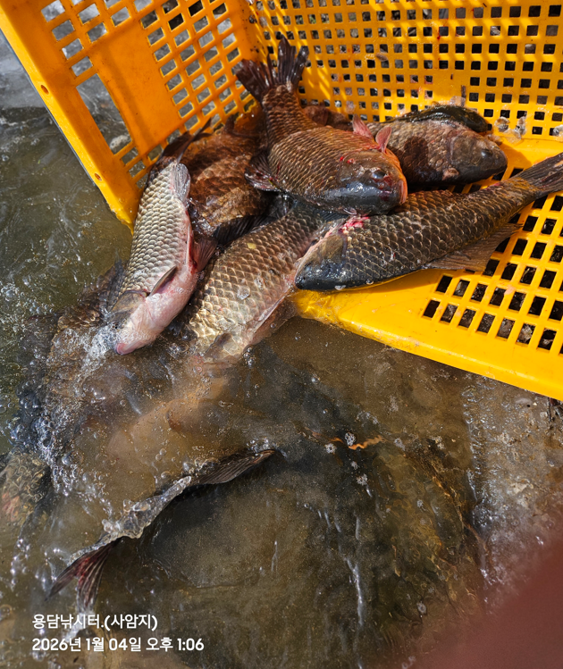 ȭ�� ĸó 2026-01-04 151801.png