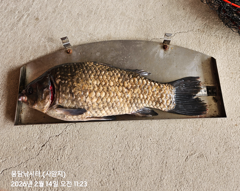 ȭ�� ĸó 2026-02-14 130916.png