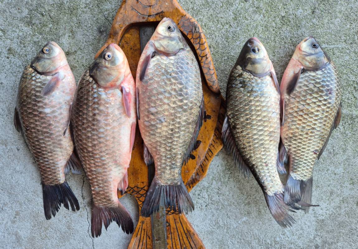 4짜에 마릿수 조황 성호낚시터 이천.