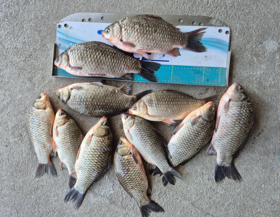 조황정보 성호낚시터.