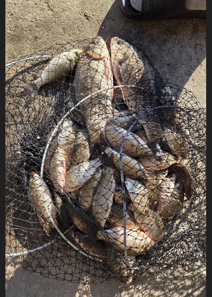 4월7일 조황 성호낚시터.