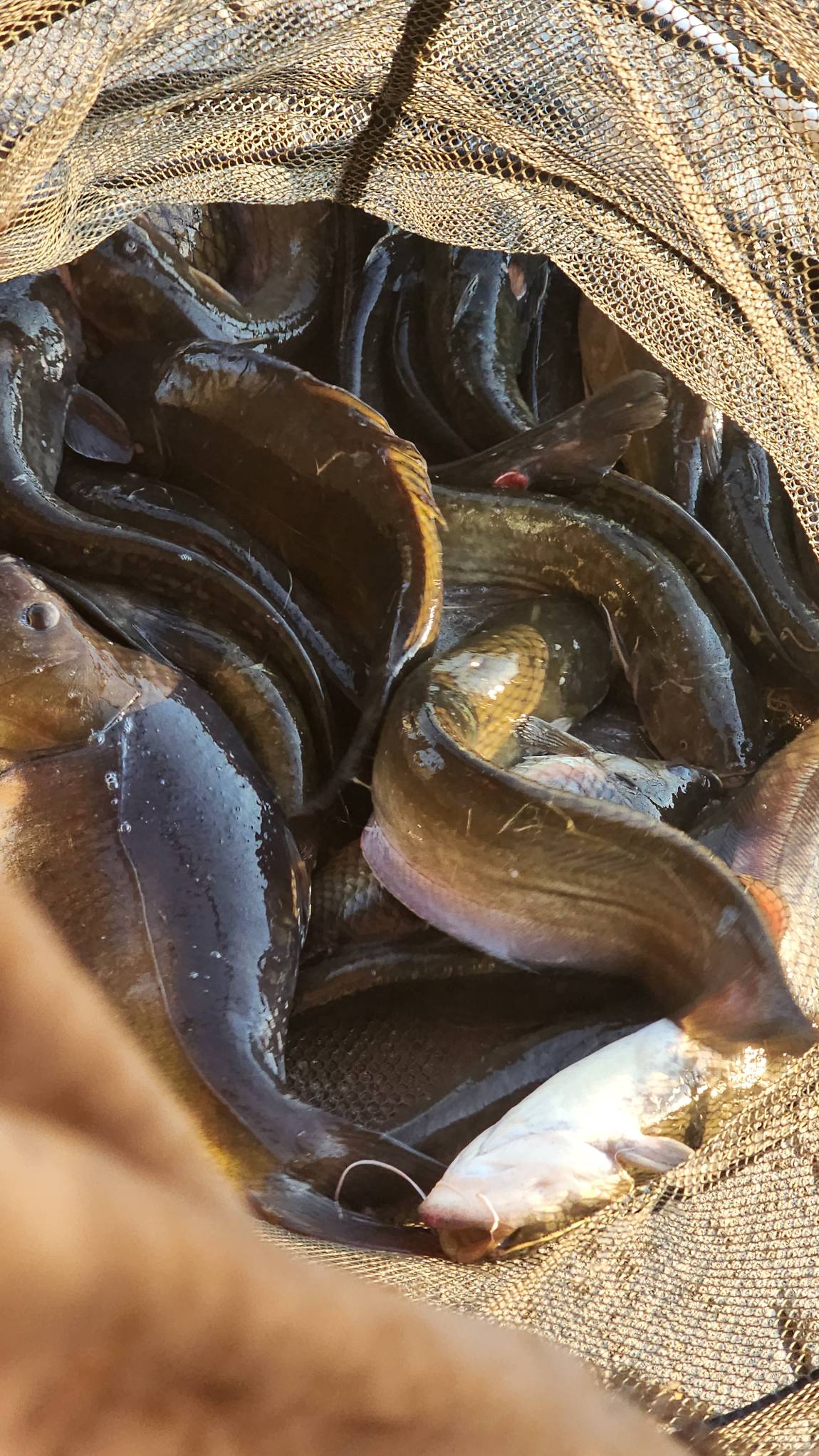 내일부터 장어방류~