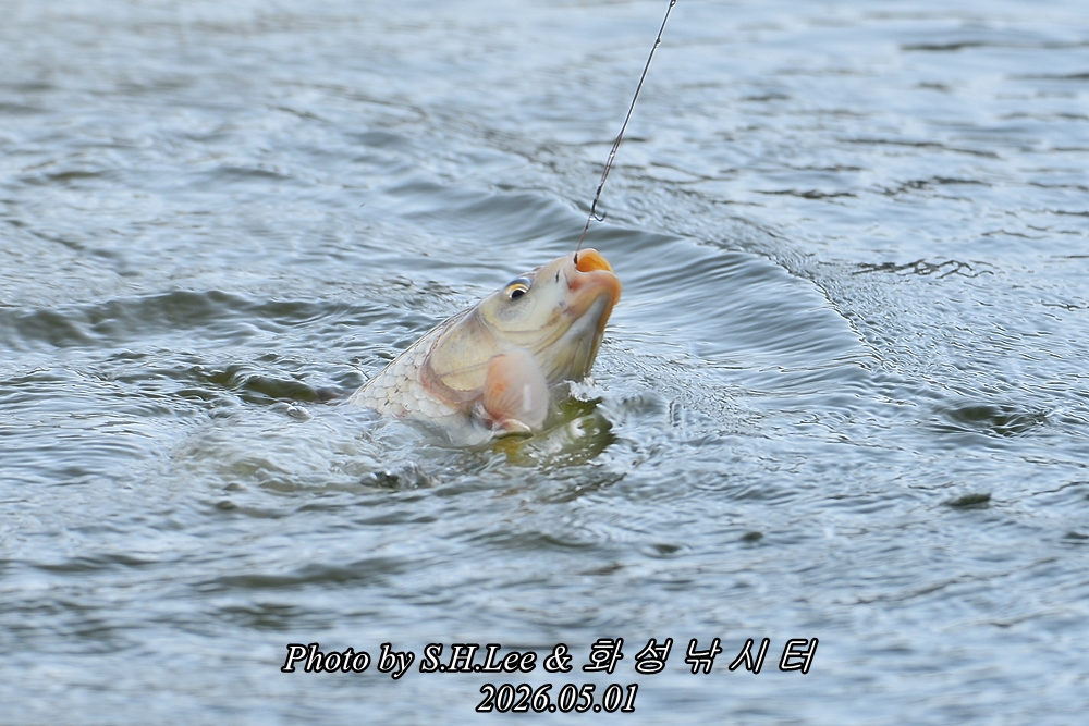 LSH_7896.JPG
