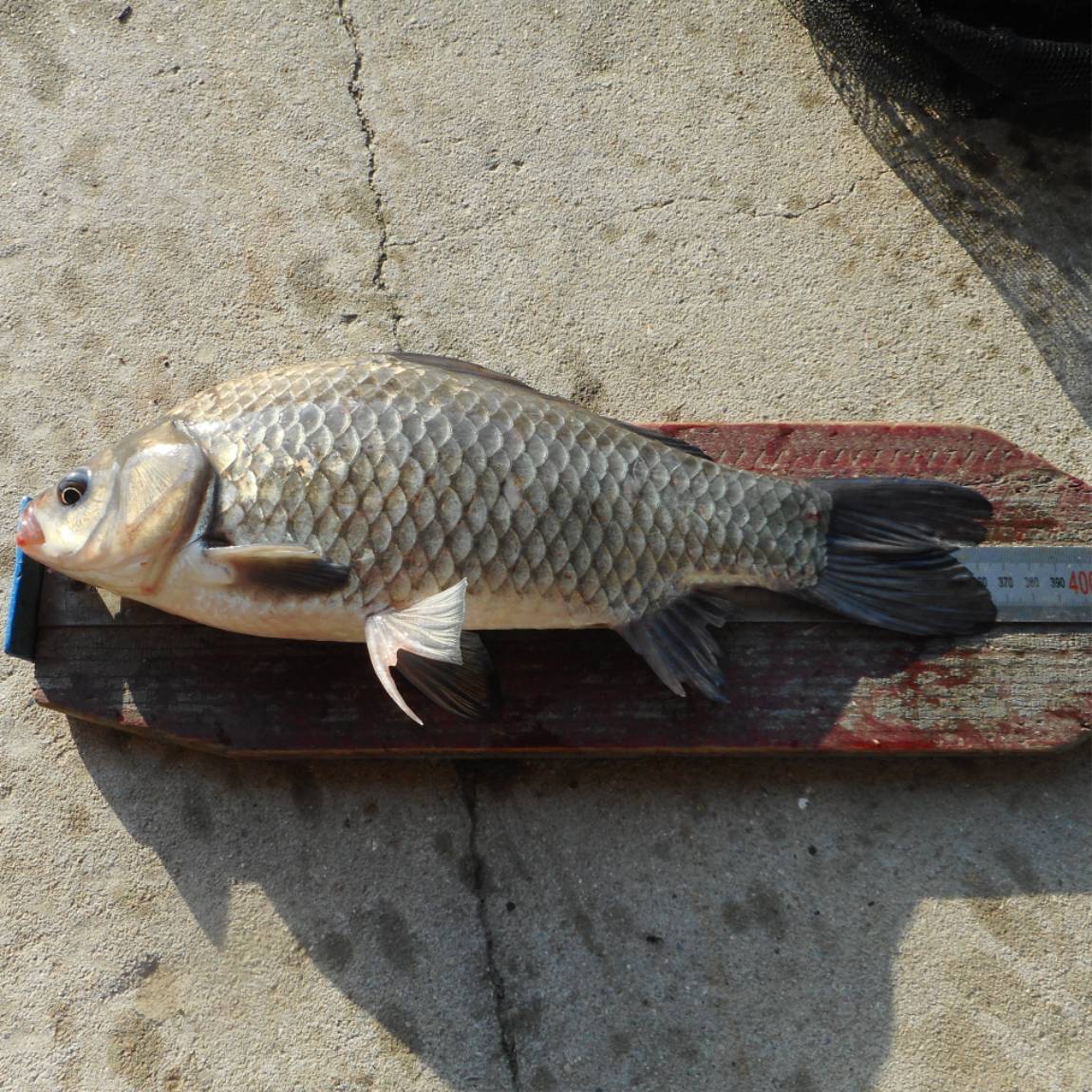 DSCN6181.JPG