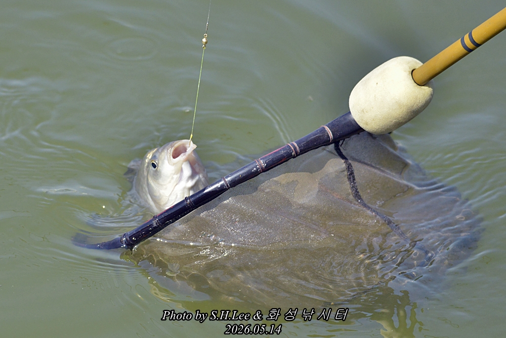 _LSH8472.JPG