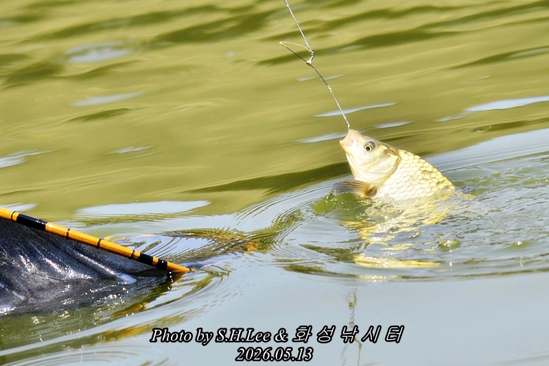 _LSH8296.JPG