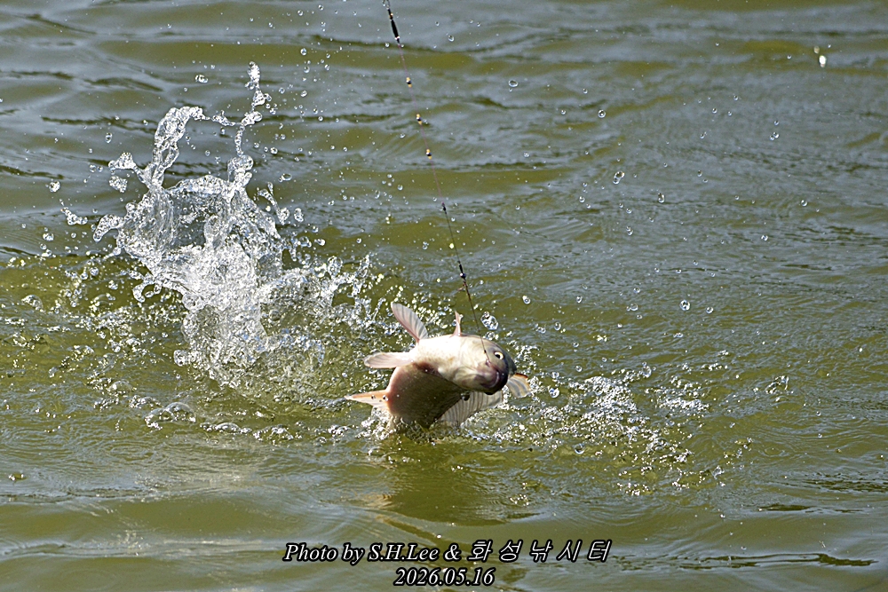 _LSH8657.JPG