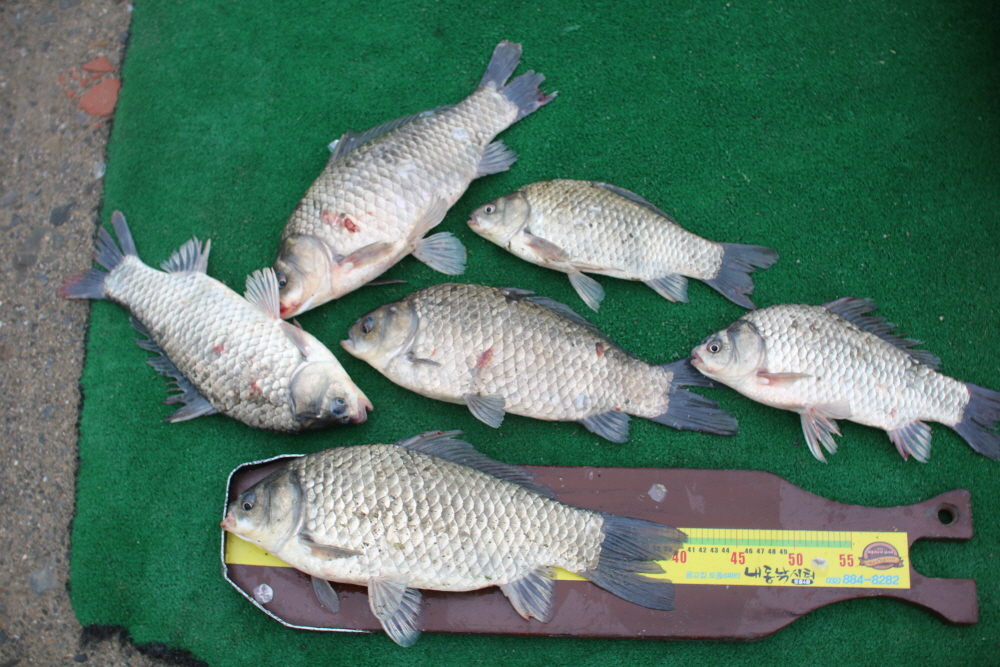 ũ�⺯ȯ_IMG_7855.JPG