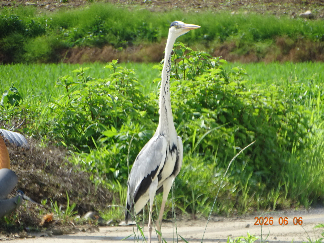 DSC04468.JPG