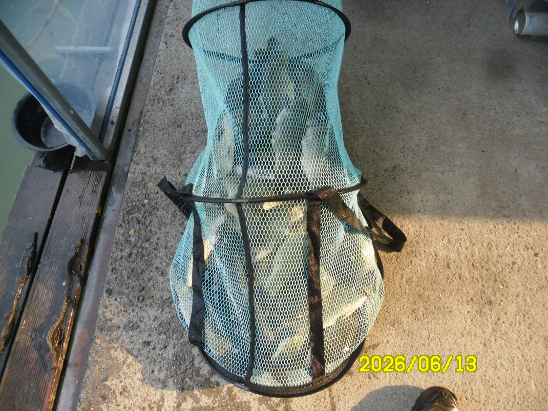 SAM_0515.JPG