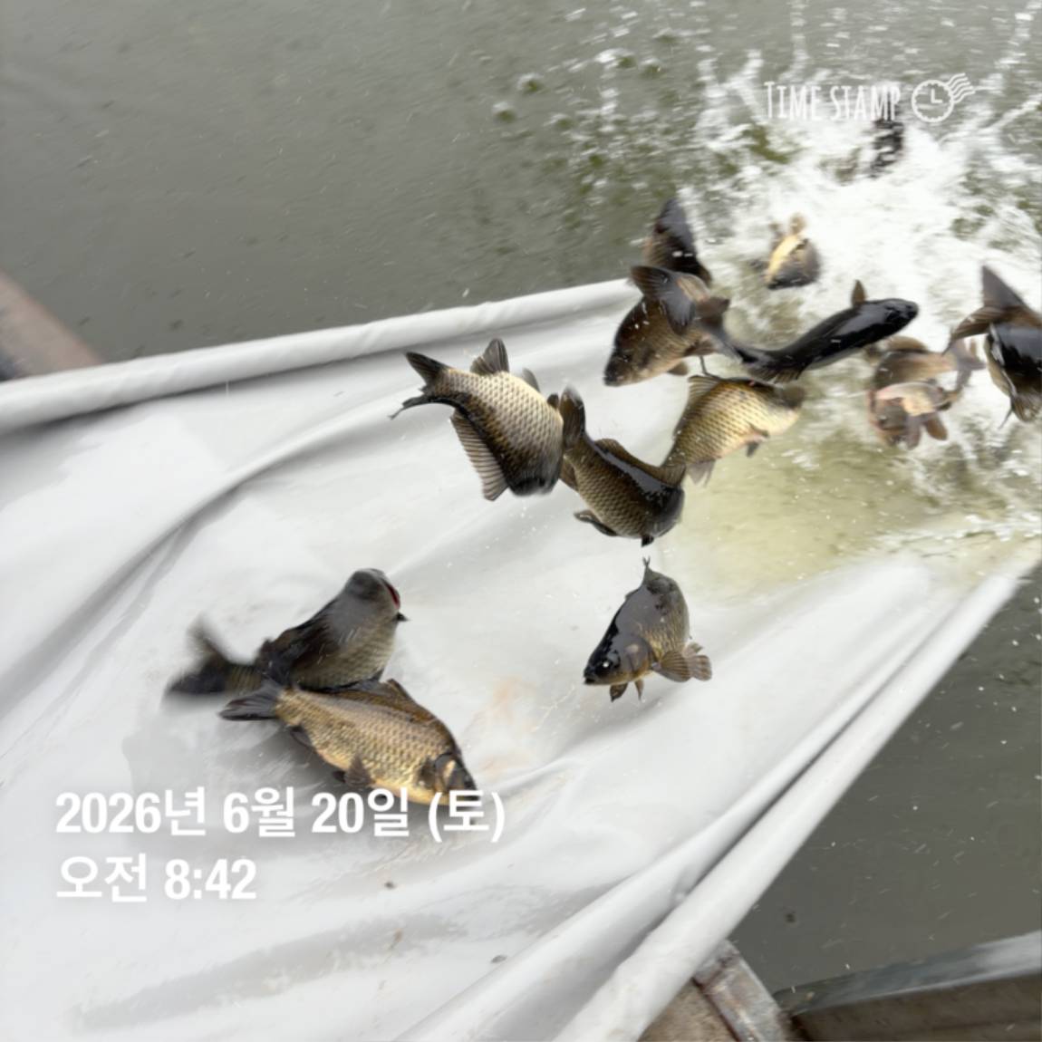 KakaoTalk_20260623_084647706_10.jpg