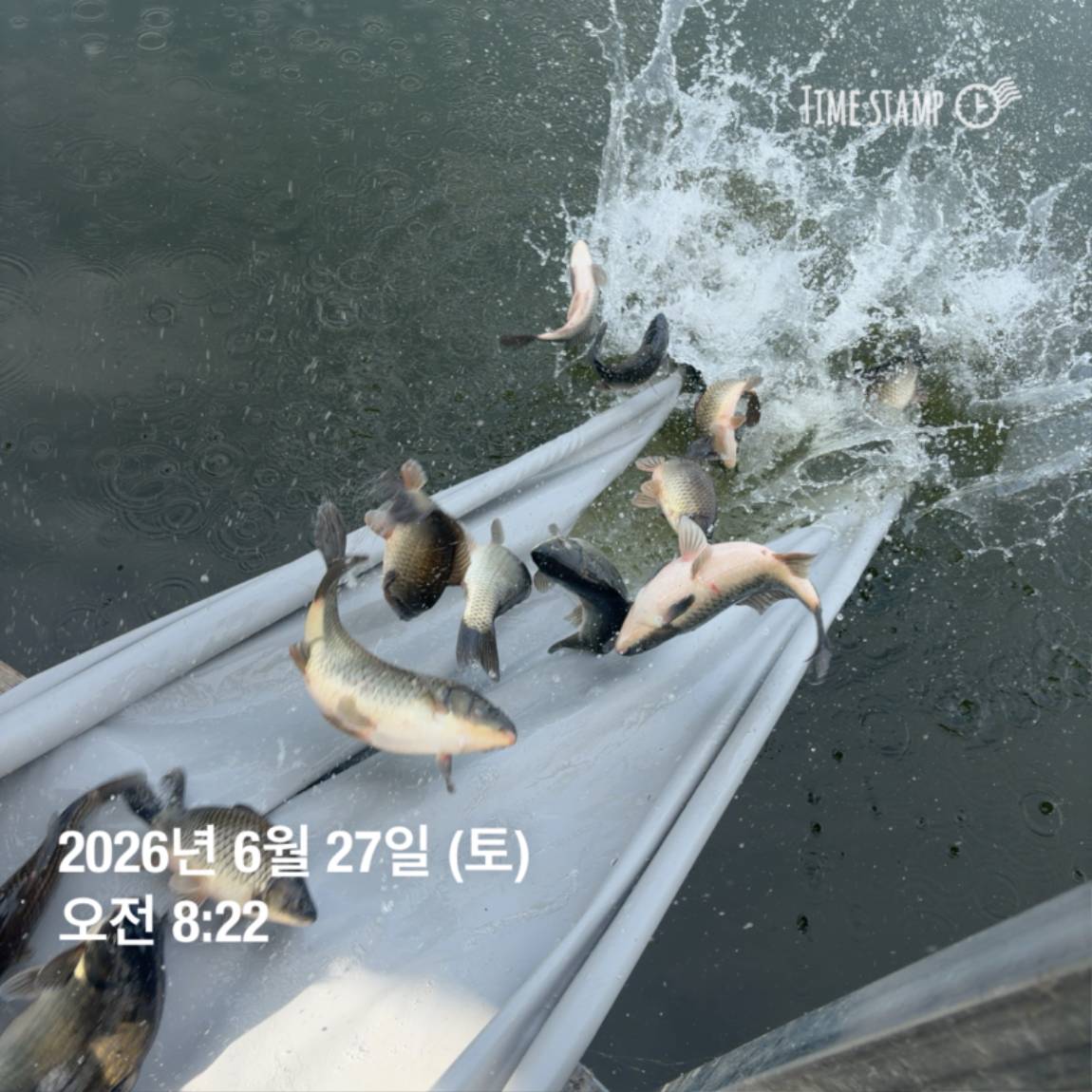 KakaoTalk_20260629_091837445_20.jpg