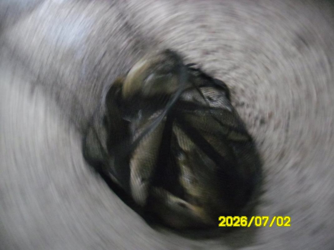 SAM_0910.JPG