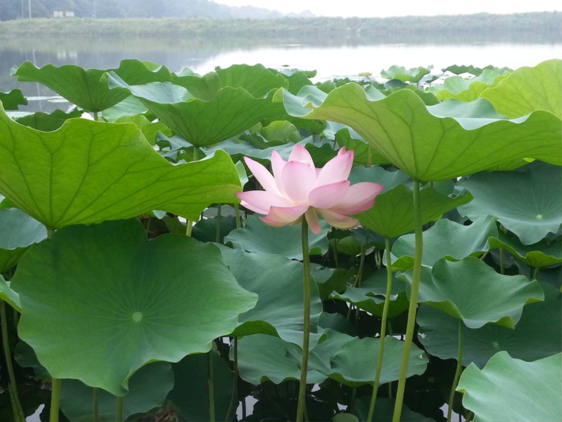 20150811_112825.jpg