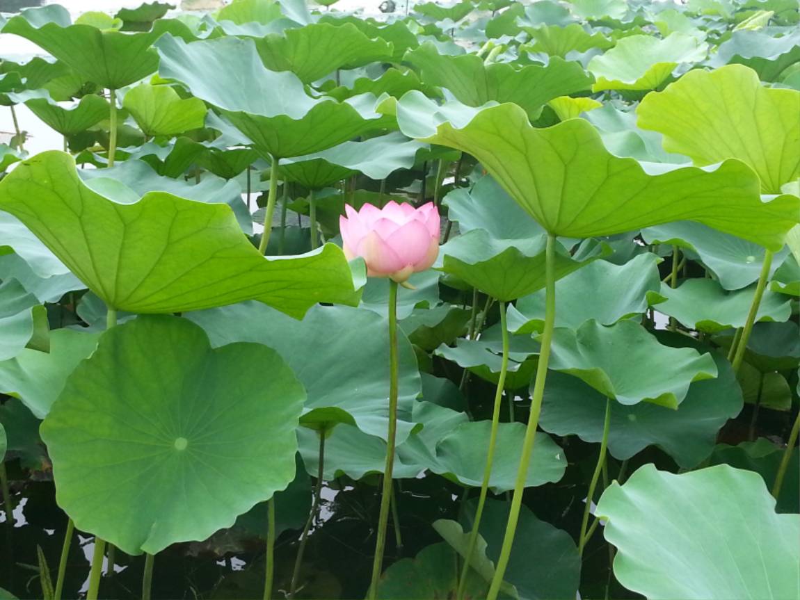 20150810_111507.jpg