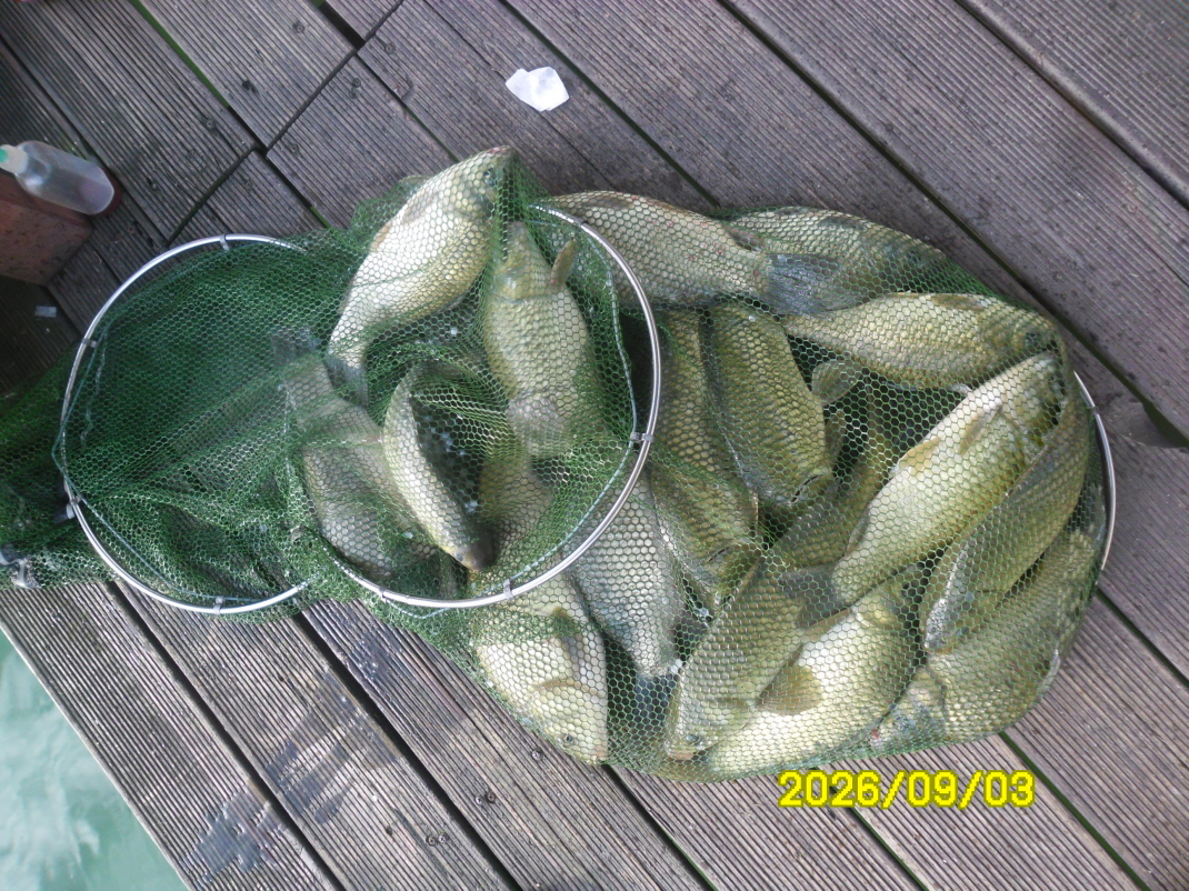 SAM_2445.JPG