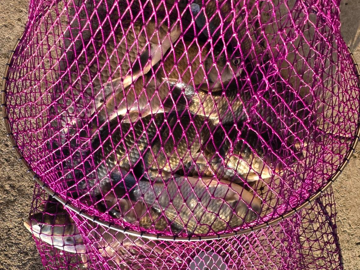 Resized_20260916_070055.jpeg