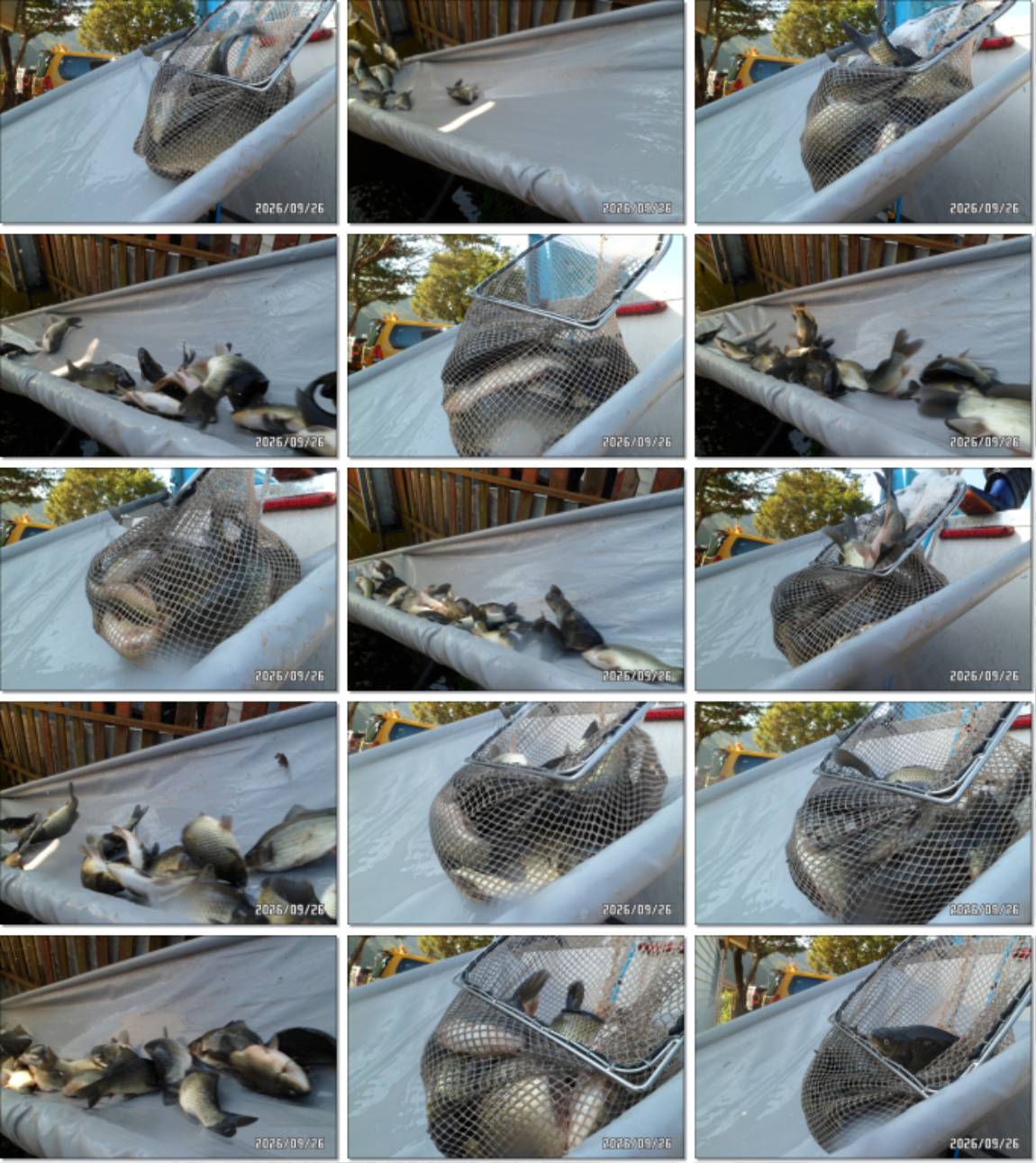 SAM_8073-tile.jpg