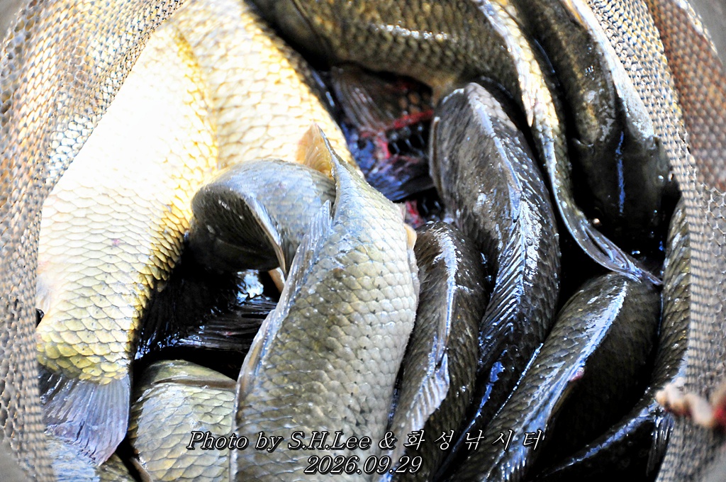 LSH_7091.JPG