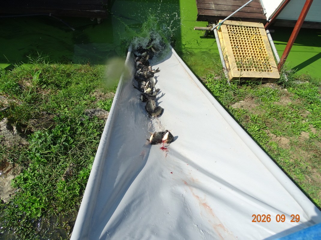 DSC09247.JPG
