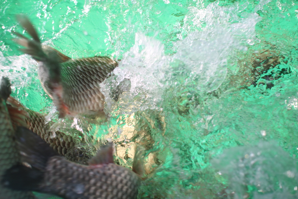 ũ�⺯ȯ_IMG_4250.JPG