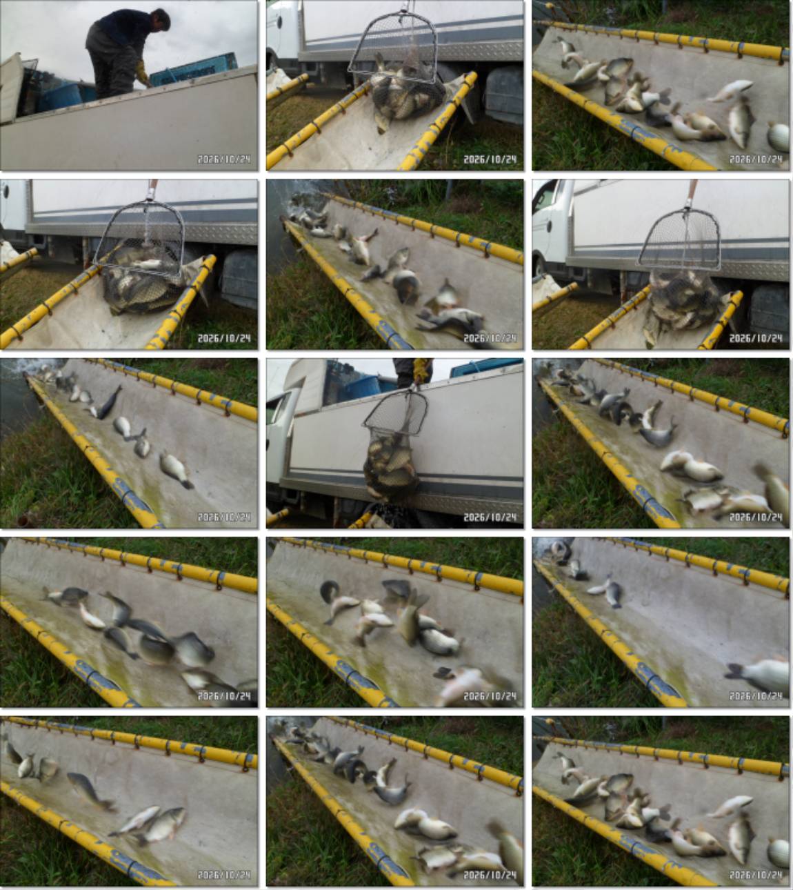 SAM_8522-tile.jpg