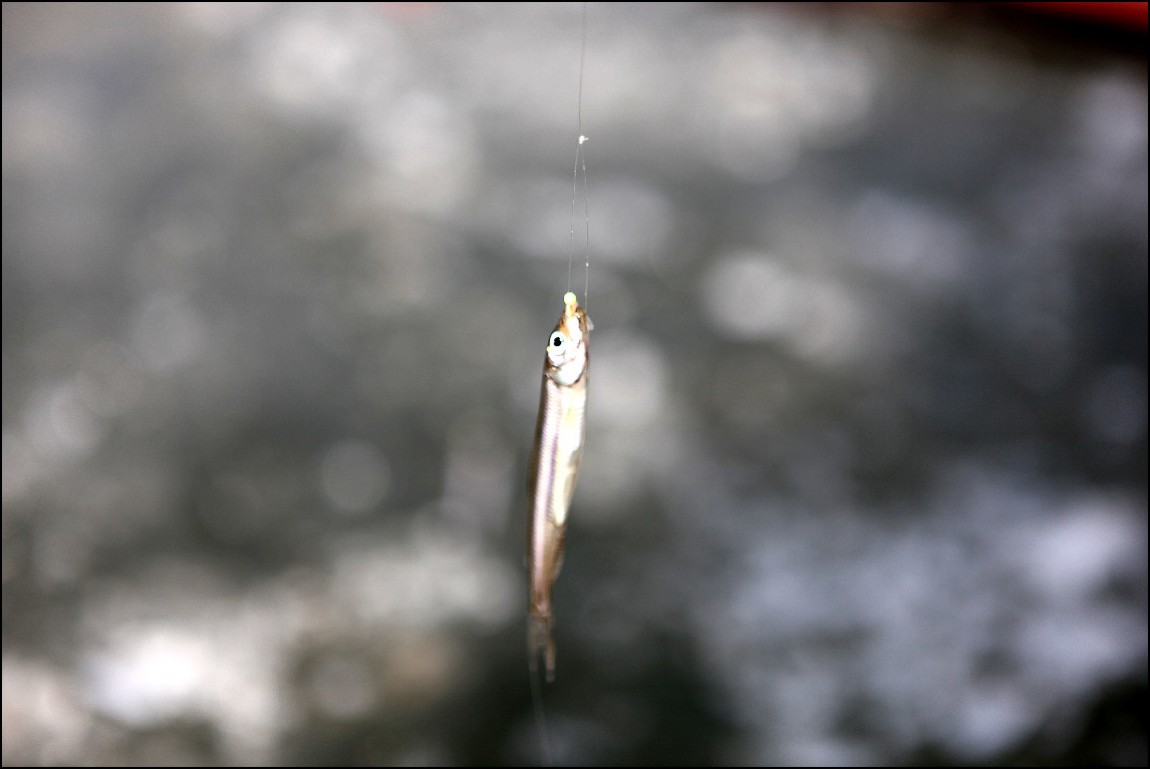 ���� 147.jpg