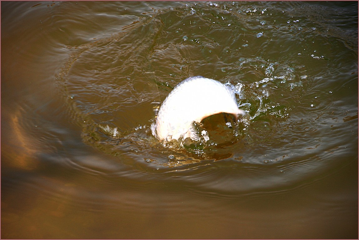 IMG_6986.jpg