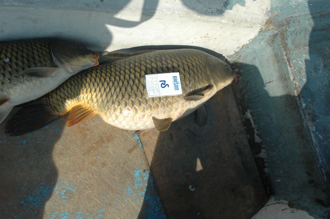 DSC_3742.JPG
