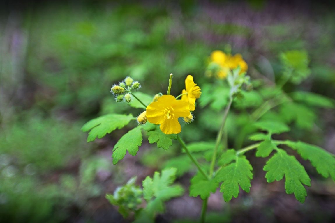 3A6A1390.JPG