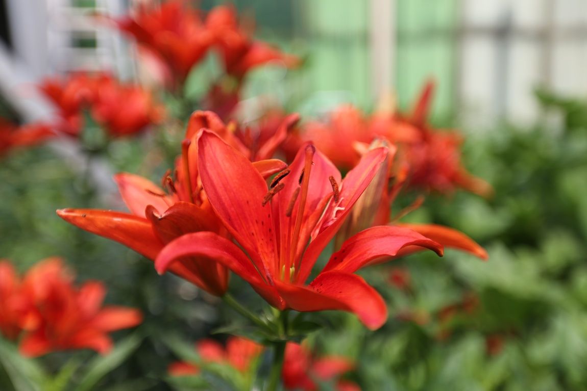 3A6A3147.JPG