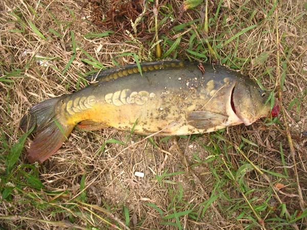 ���� �������� ����, �׾� 006.JPG