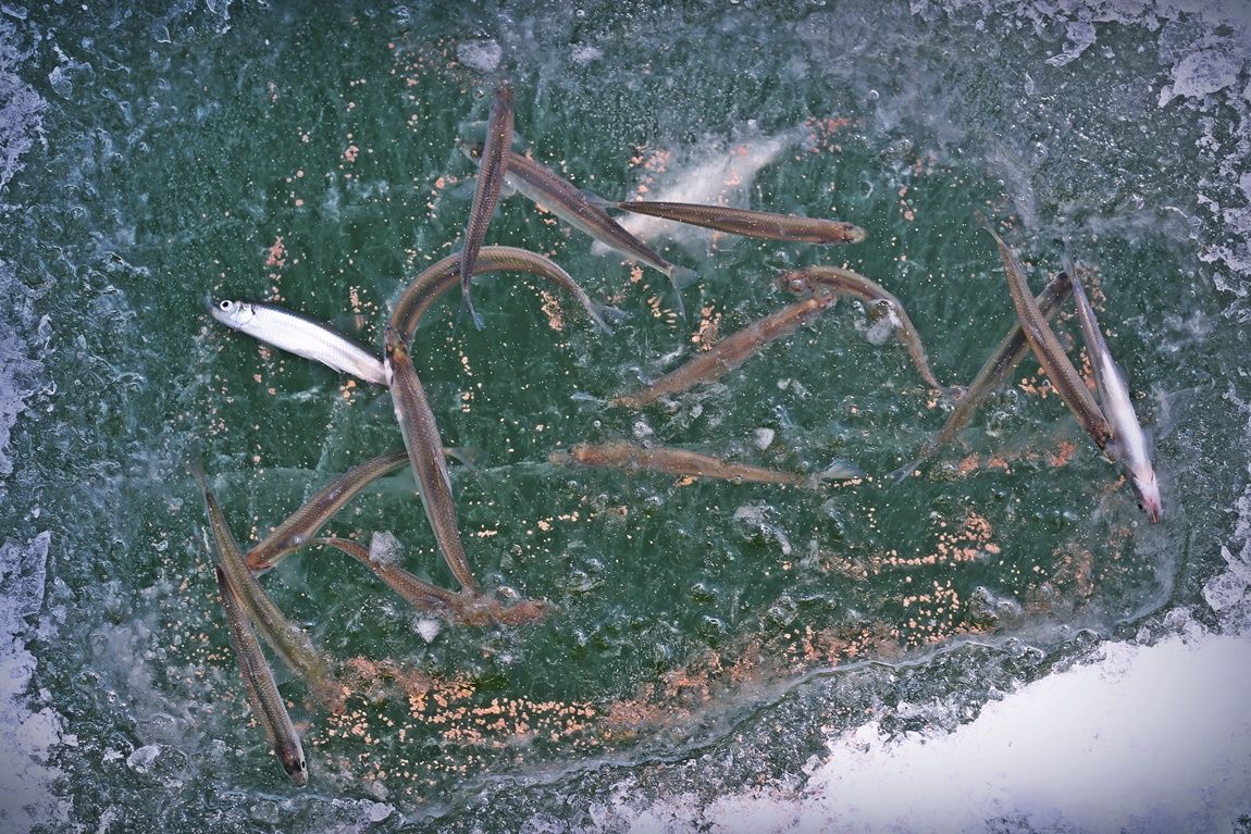 3A6A0171.JPG