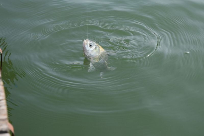 DSC_0498.JPG