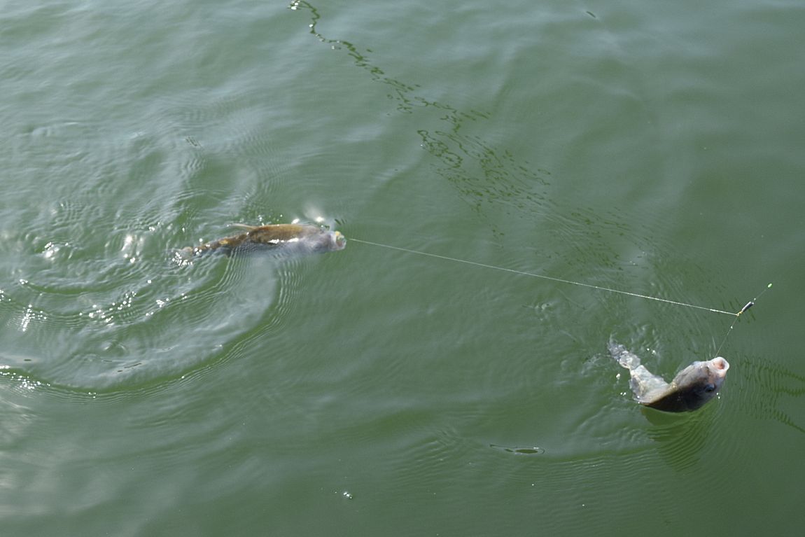 DSC_04701.JPG